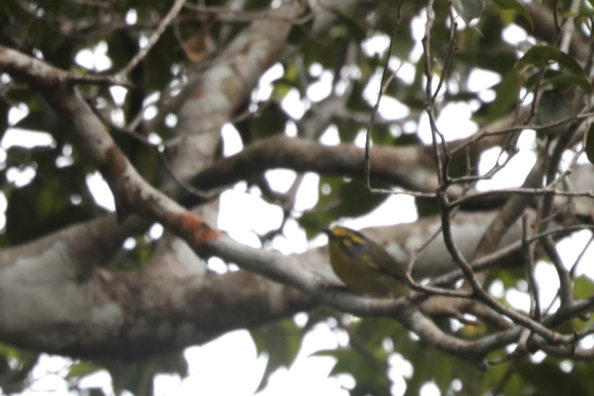 Slaty-capped Shrike-Vireo - ML621875415