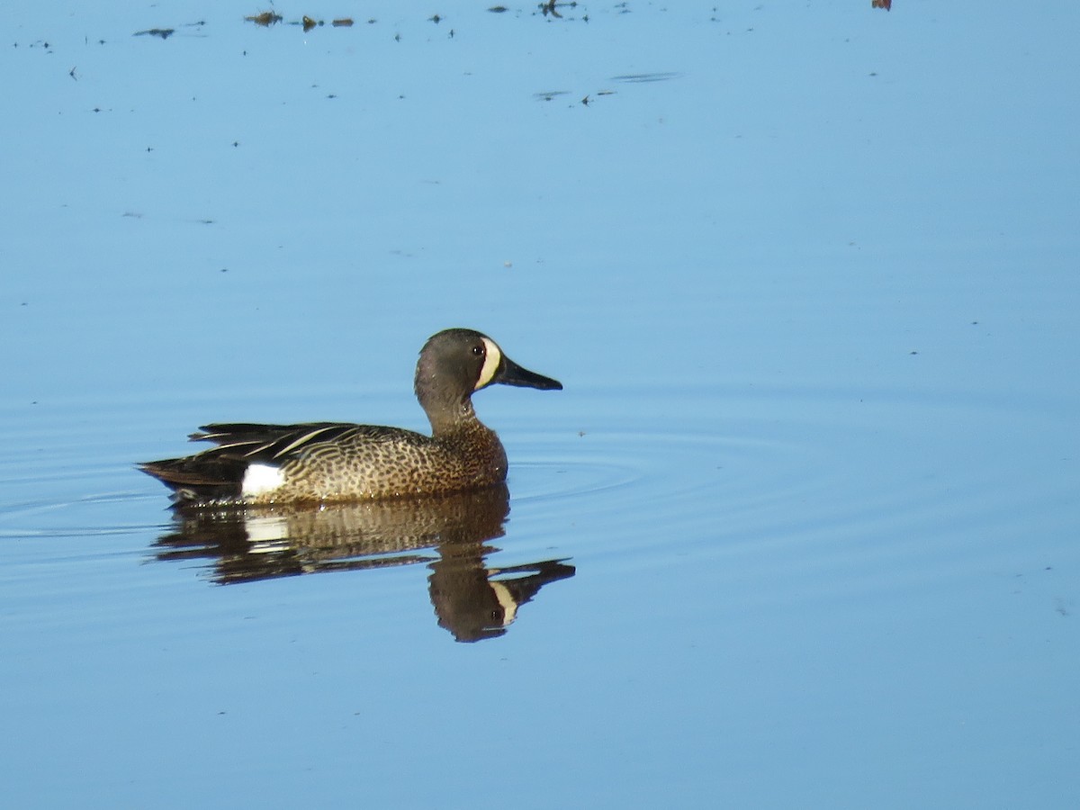 Blue-winged Teal - ML621875417