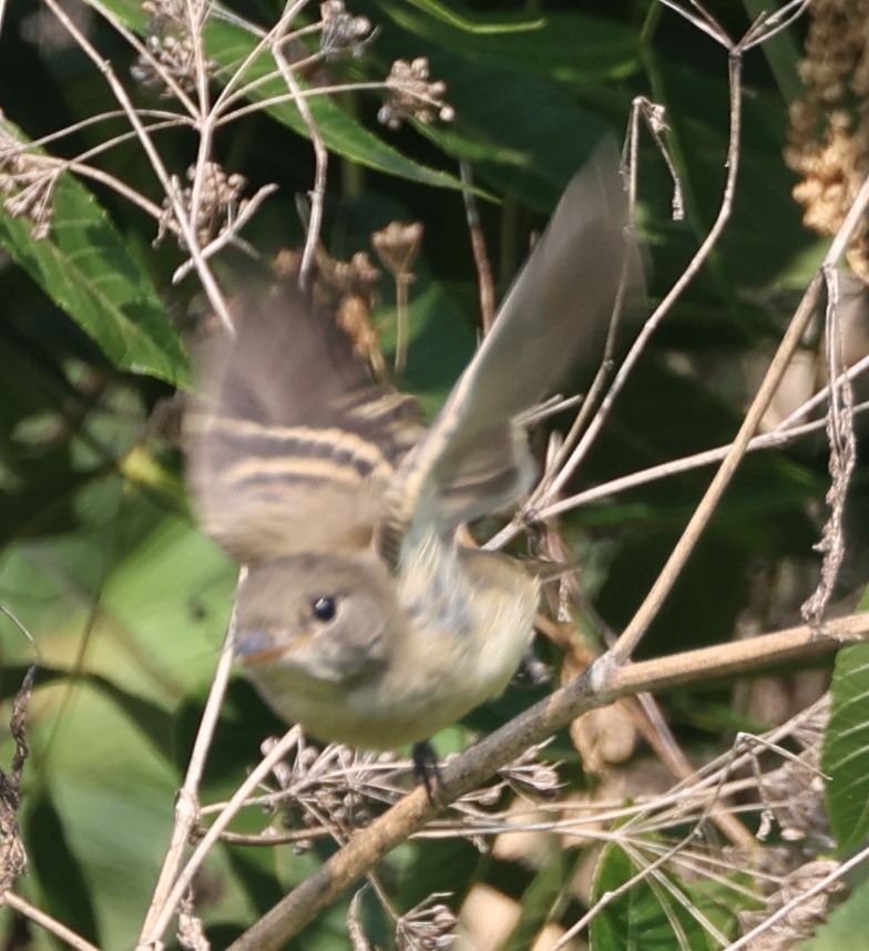 Willow Flycatcher - ML621875426