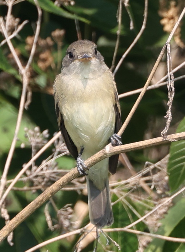 Willow Flycatcher - ML621875427