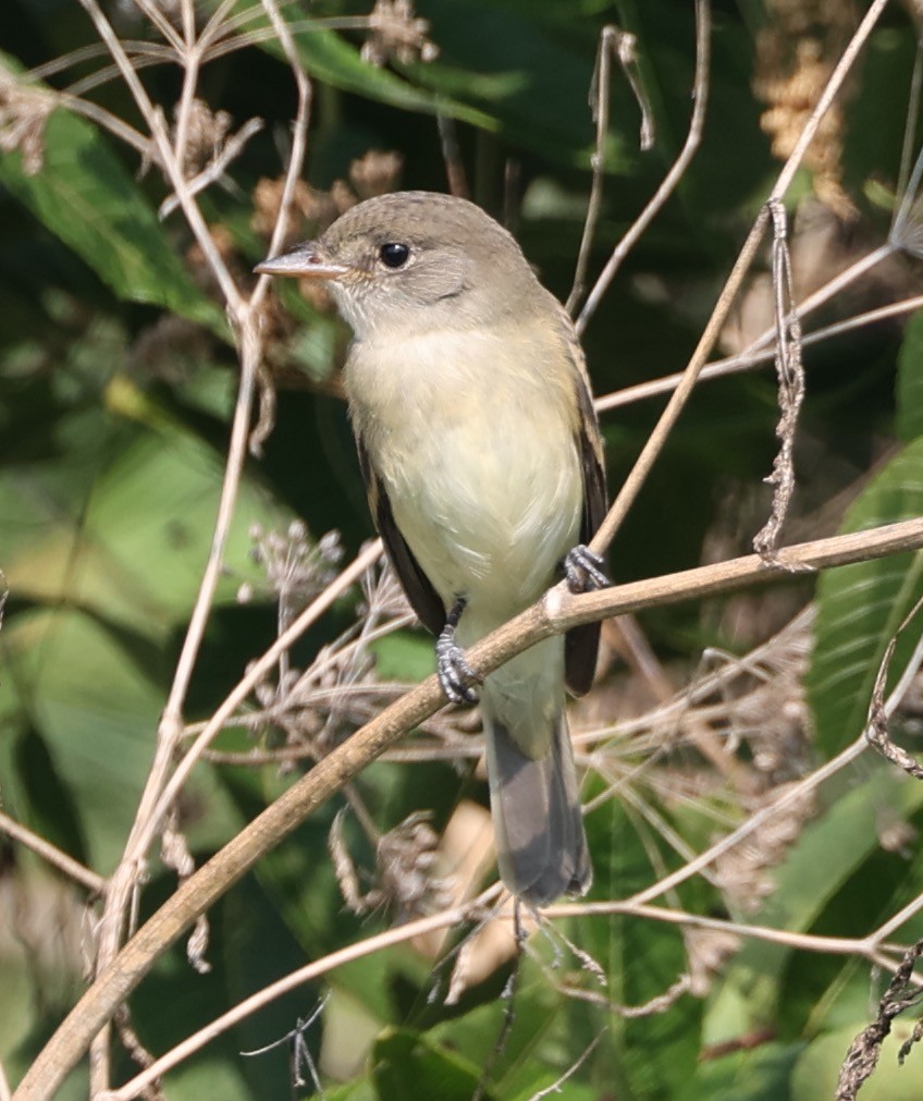 Willow Flycatcher - ML621875428