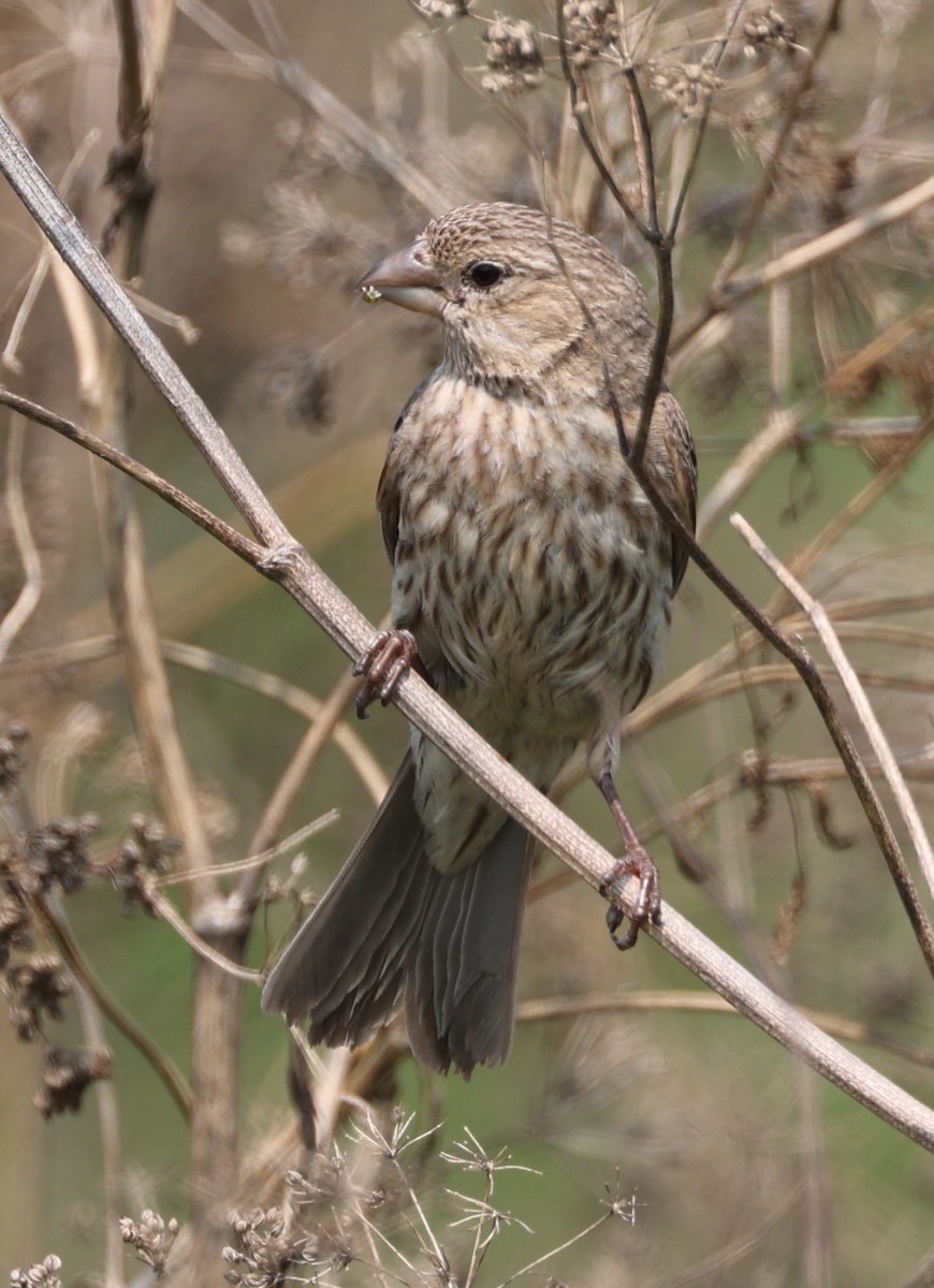 House Finch - ML621875432