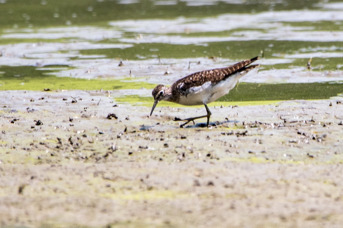 Solitary Sandpiper - ML621875459