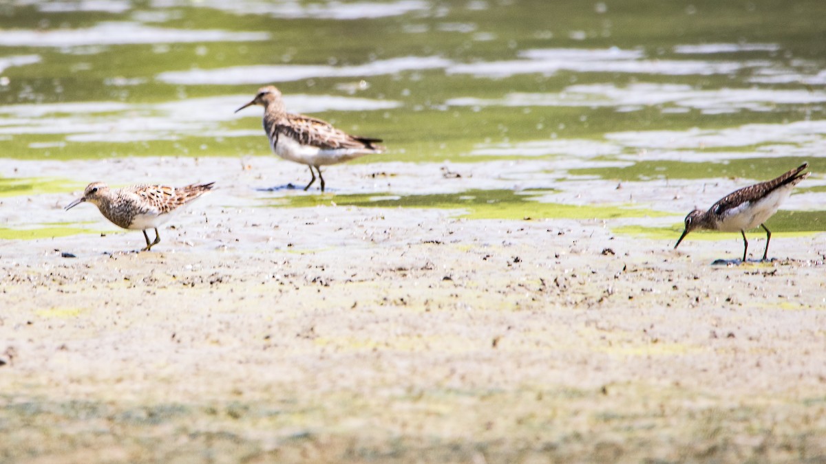 Solitary Sandpiper - ML621875460