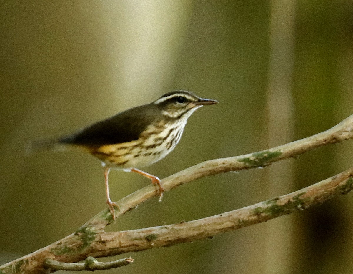 Louisiana Waterthrush - ML621875465