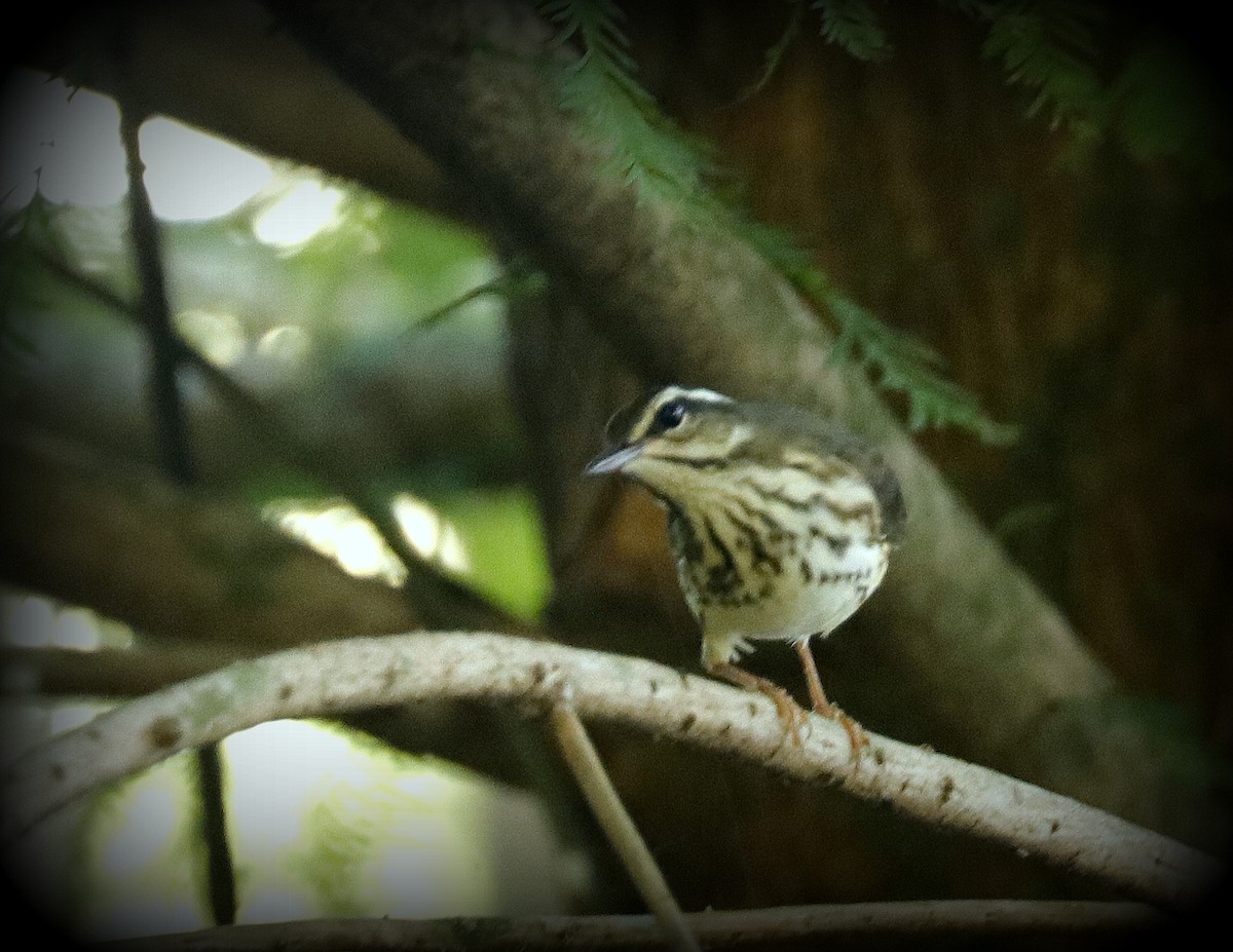 Louisiana Waterthrush - ML621875473