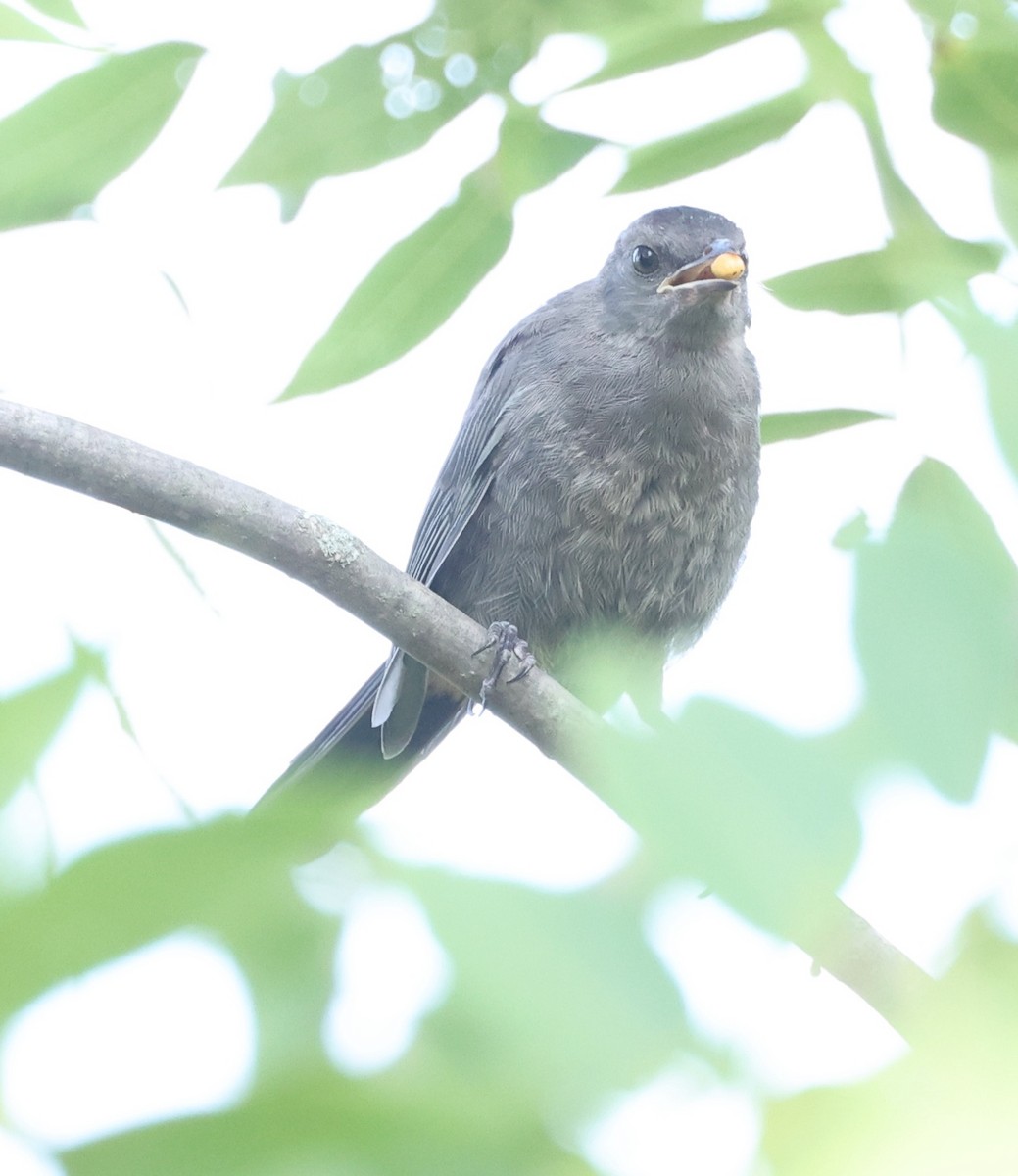 Gray Catbird - ML621875474