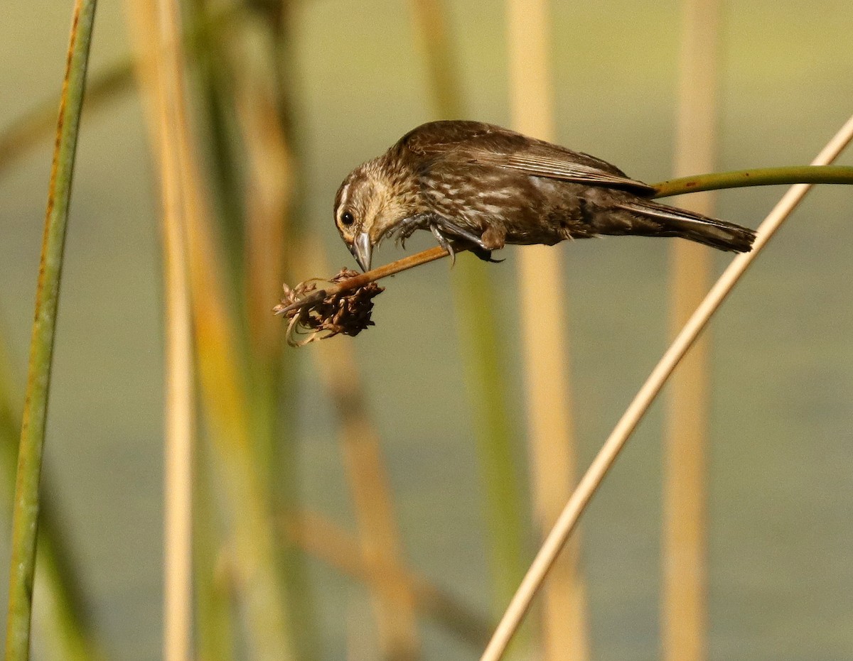 Red-winged Blackbird - ML621875482