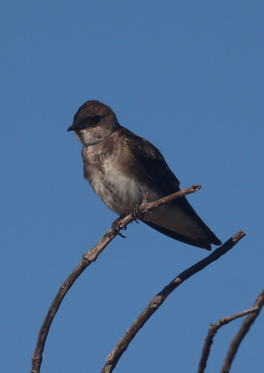 Brown-chested Martin - ML621875483