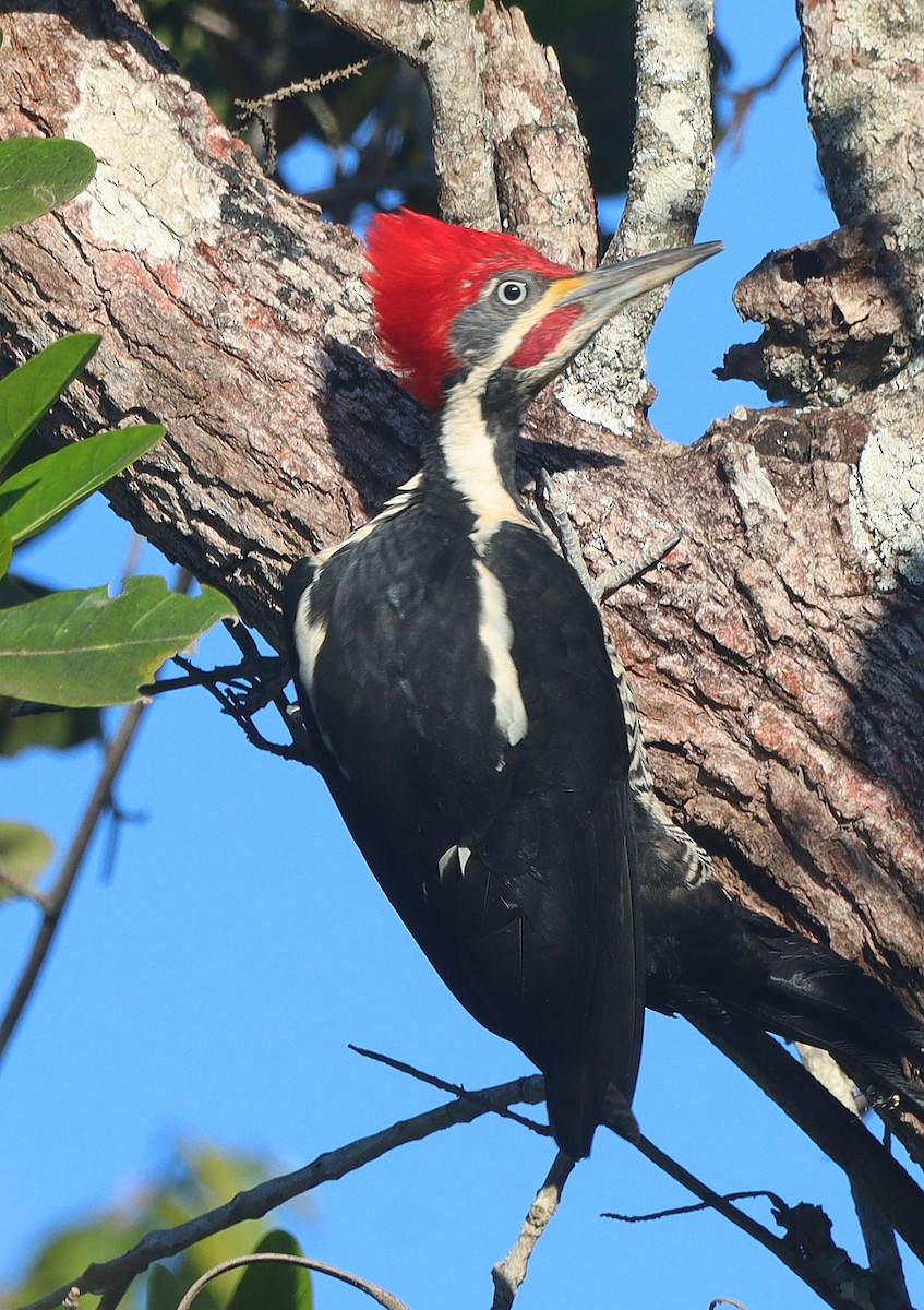 Lineated Woodpecker - ML621875505