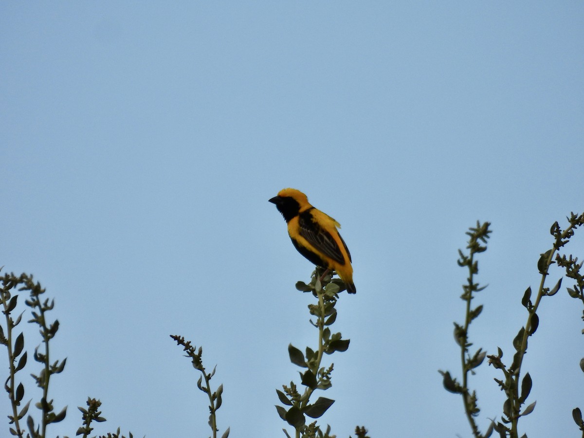 Yellow-crowned Bishop - ML621875524