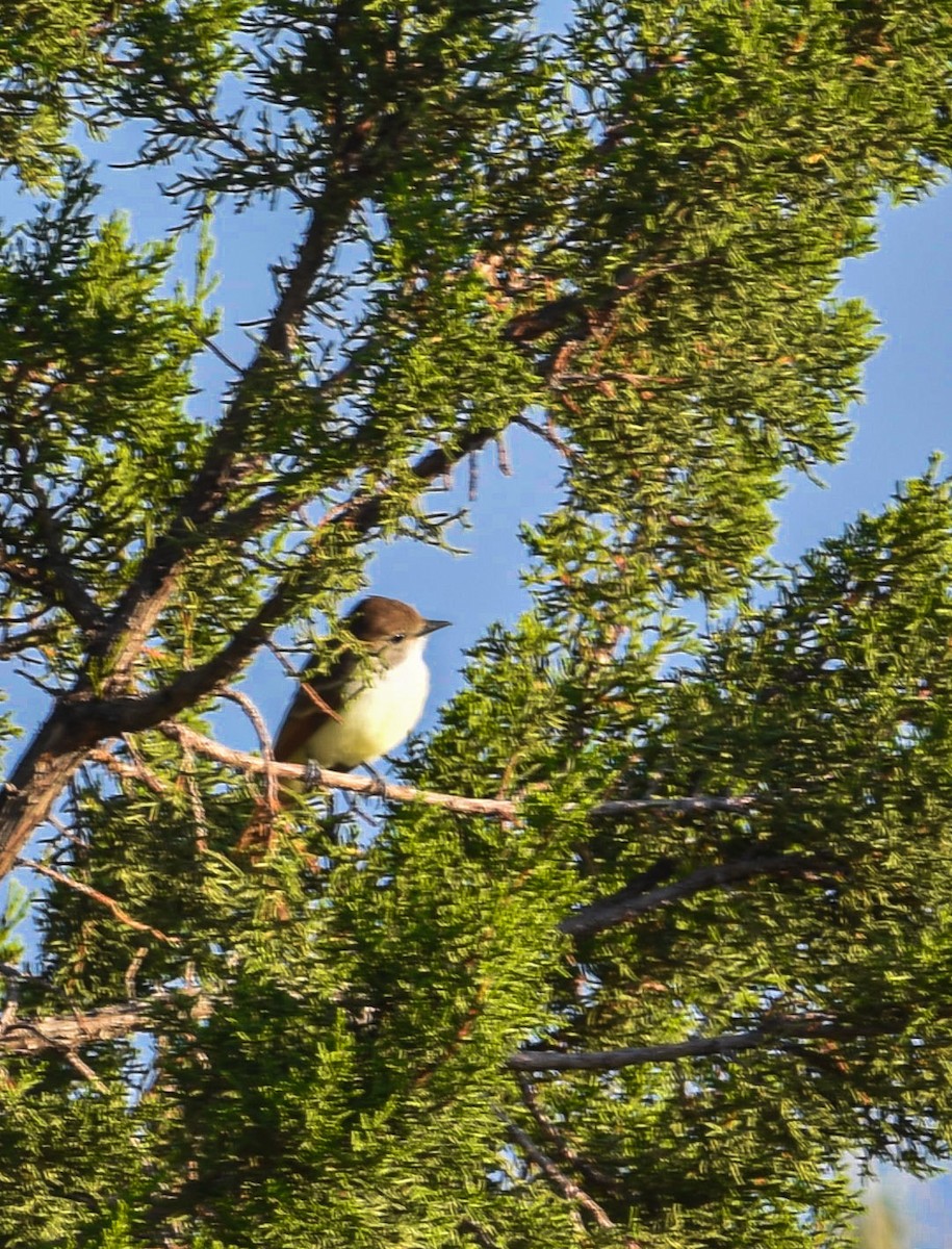 Ash-throated Flycatcher - ML621875556