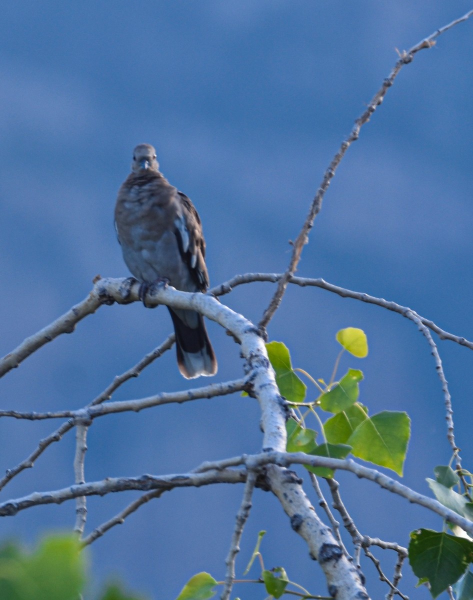 White-winged Dove - ML621875584