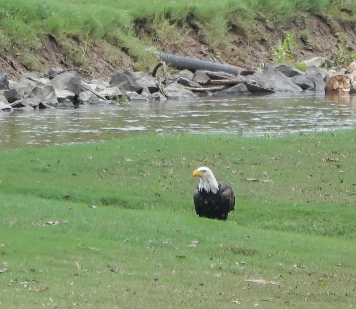 Bald Eagle - ML621875604
