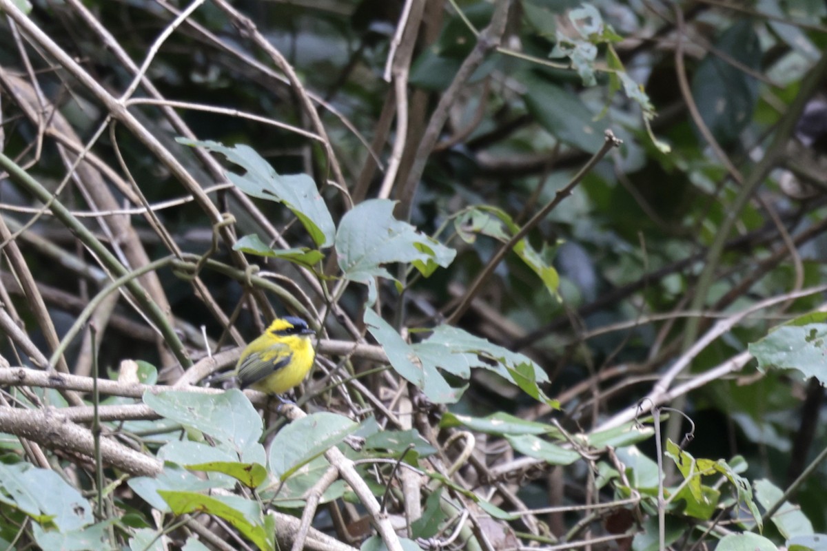 Yellow-browed Tody-Flycatcher - Daniel Branch