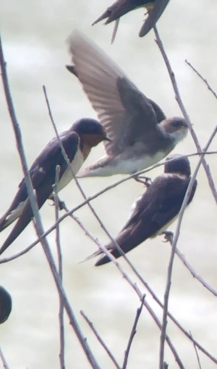 Bank Swallow - Soule Mary