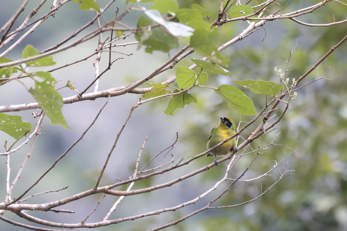 Green-and-gold Tanager - Daniel Branch