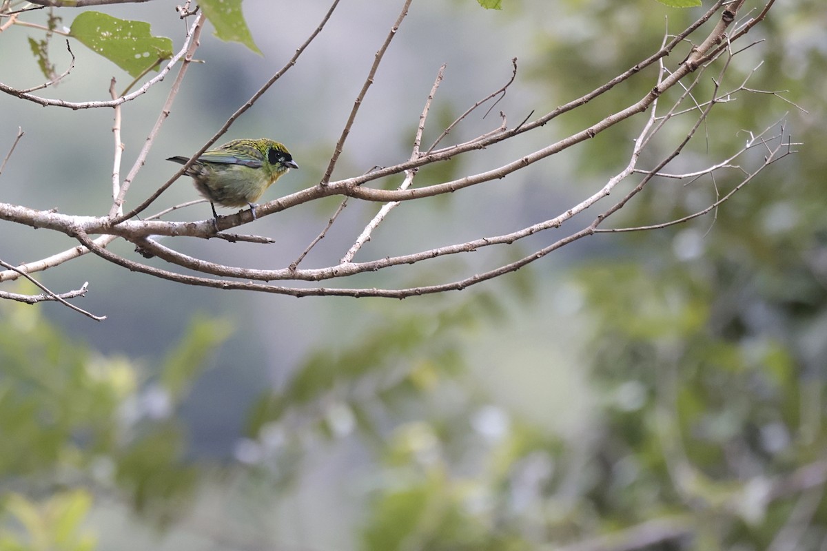 Green-and-gold Tanager - ML621875623