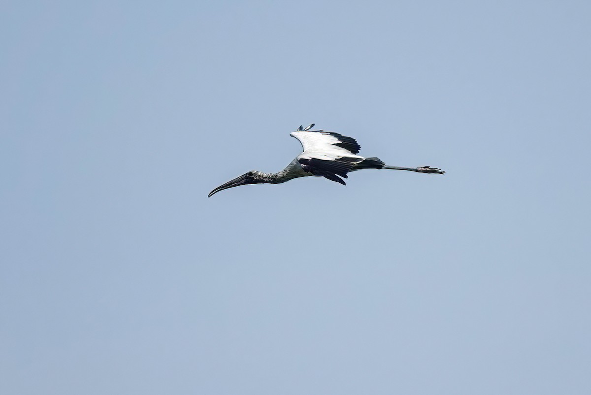 Wood Stork - ML621875666