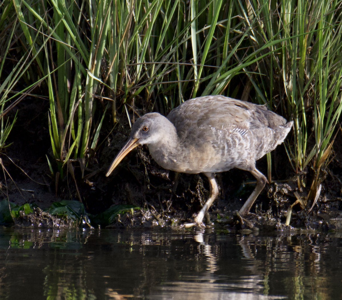 Clapper Rail - ML621875667