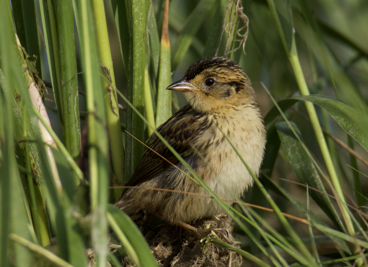 Saltmarsh Sparrow - ML621875680