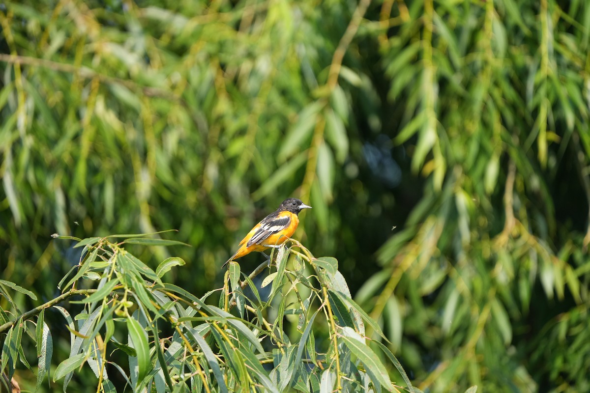 Baltimore Oriole - ML621875682