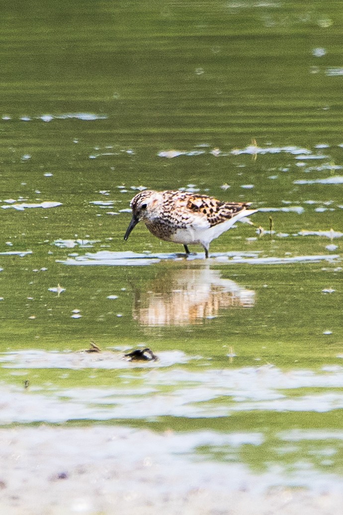 Least Sandpiper - ML621875701