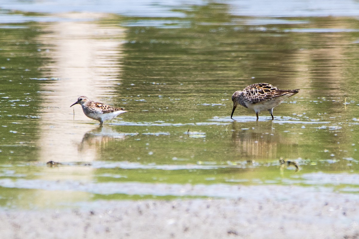 Least Sandpiper - ML621875702