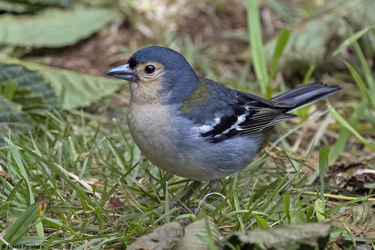 Madeira Chaffinch - ML621875745