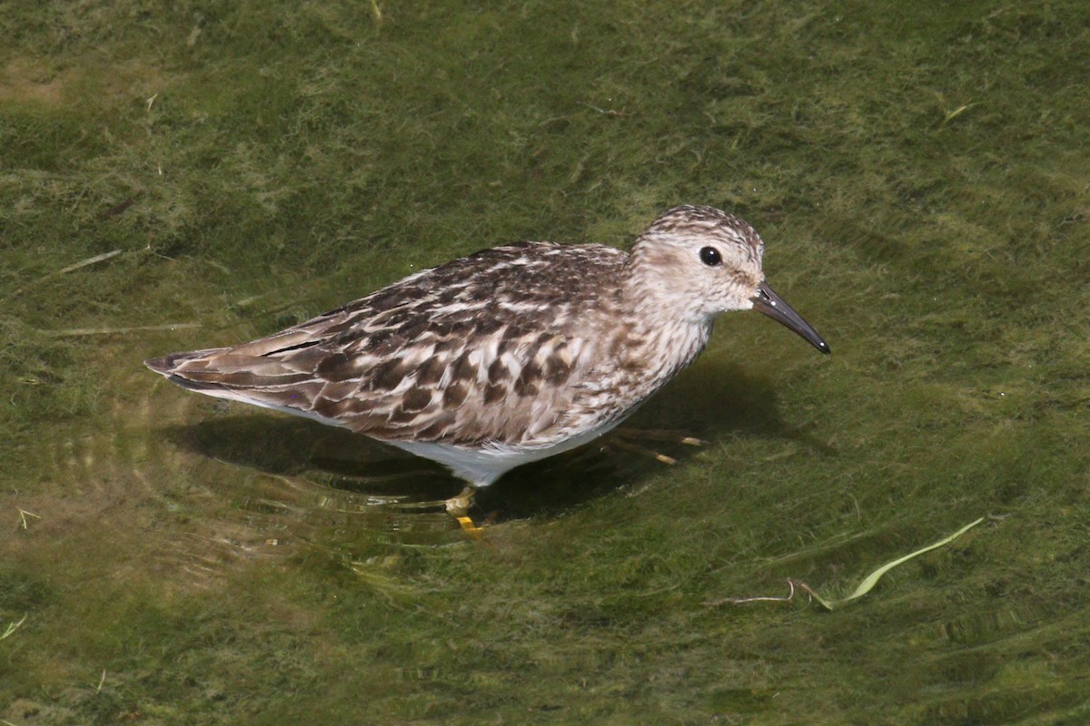 Least Sandpiper - ML621875801