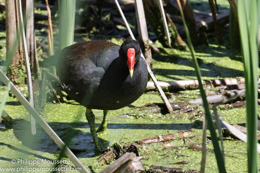 Gallinule d'Amérique - ML621875802