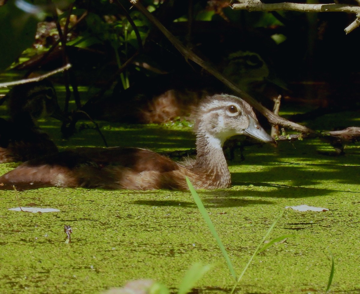 Wood Duck - ML621875804