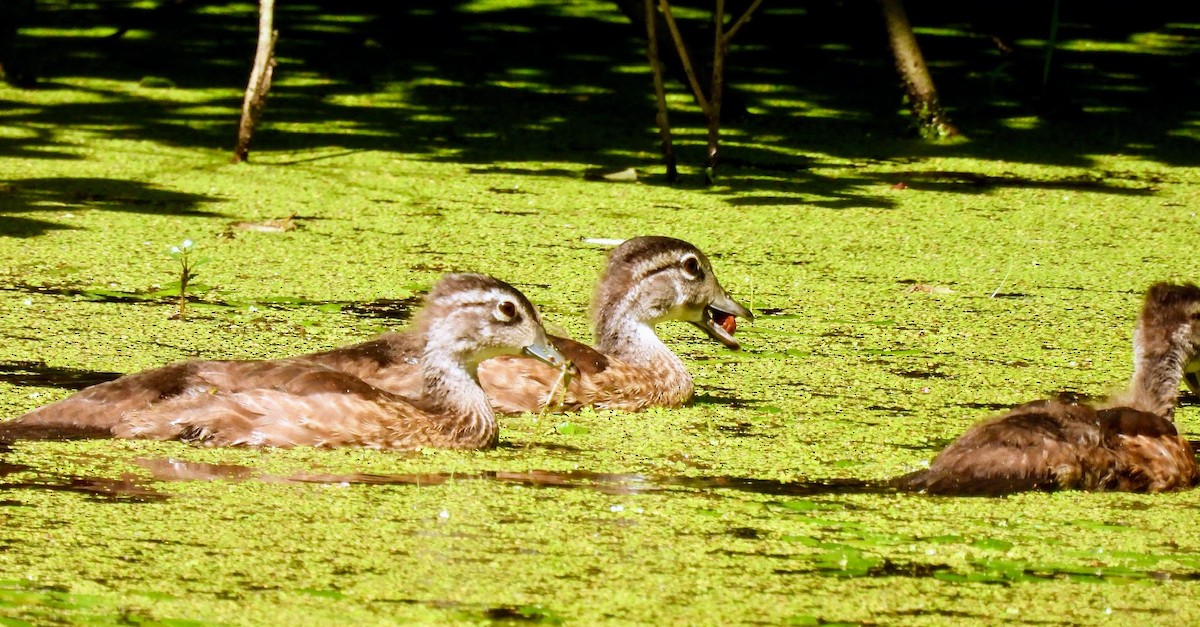 Wood Duck - ML621875805