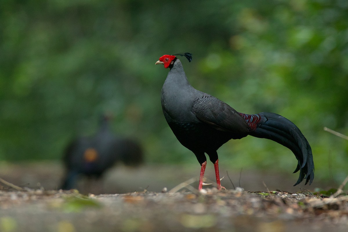 Siamese Fireback - ML62187581