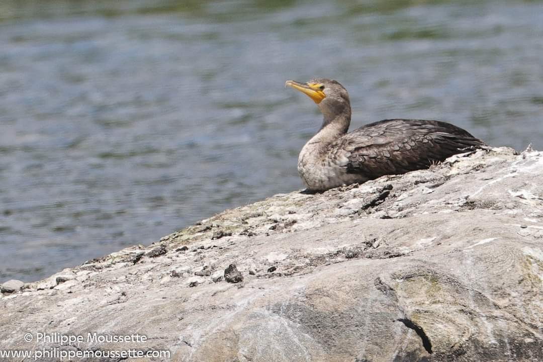 Cormoran à aigrettes - ML621875813