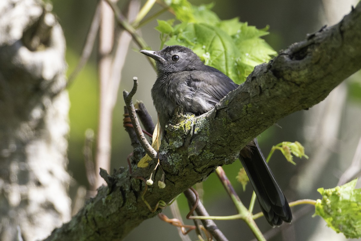 Gray Catbird - ML621875838