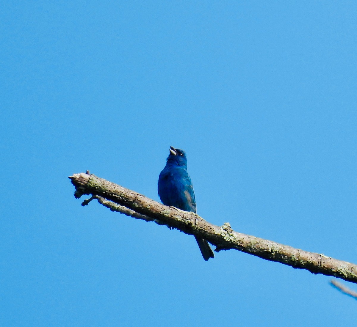 Indigo Bunting - ML621875841