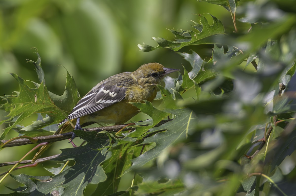 Oriole de Baltimore - ML621875871