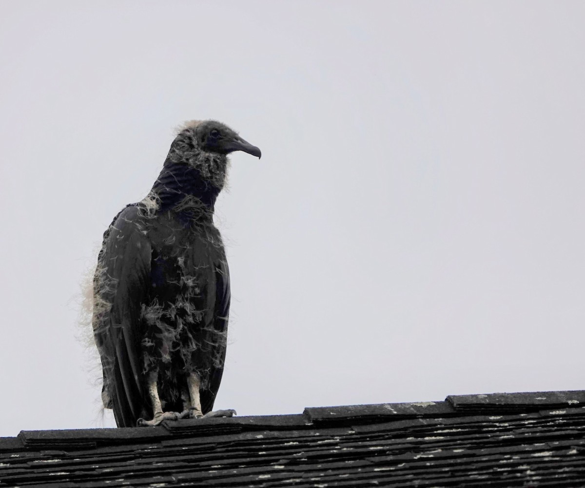 Black Vulture - ML621875881