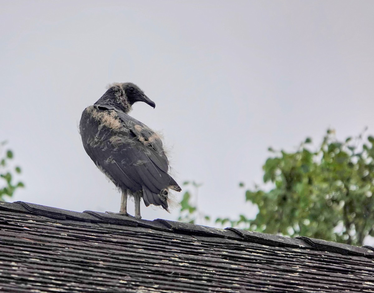 Black Vulture - ML621875882