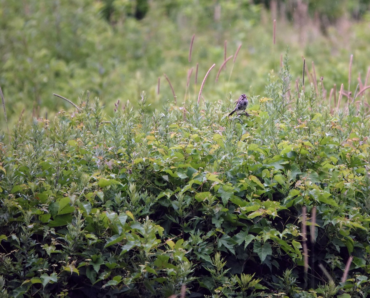 Song Sparrow - ML621875894