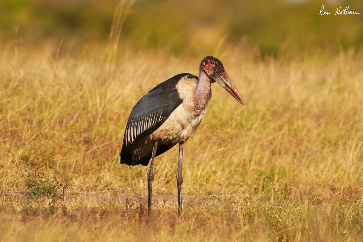 Marabou Stork - ML621875909