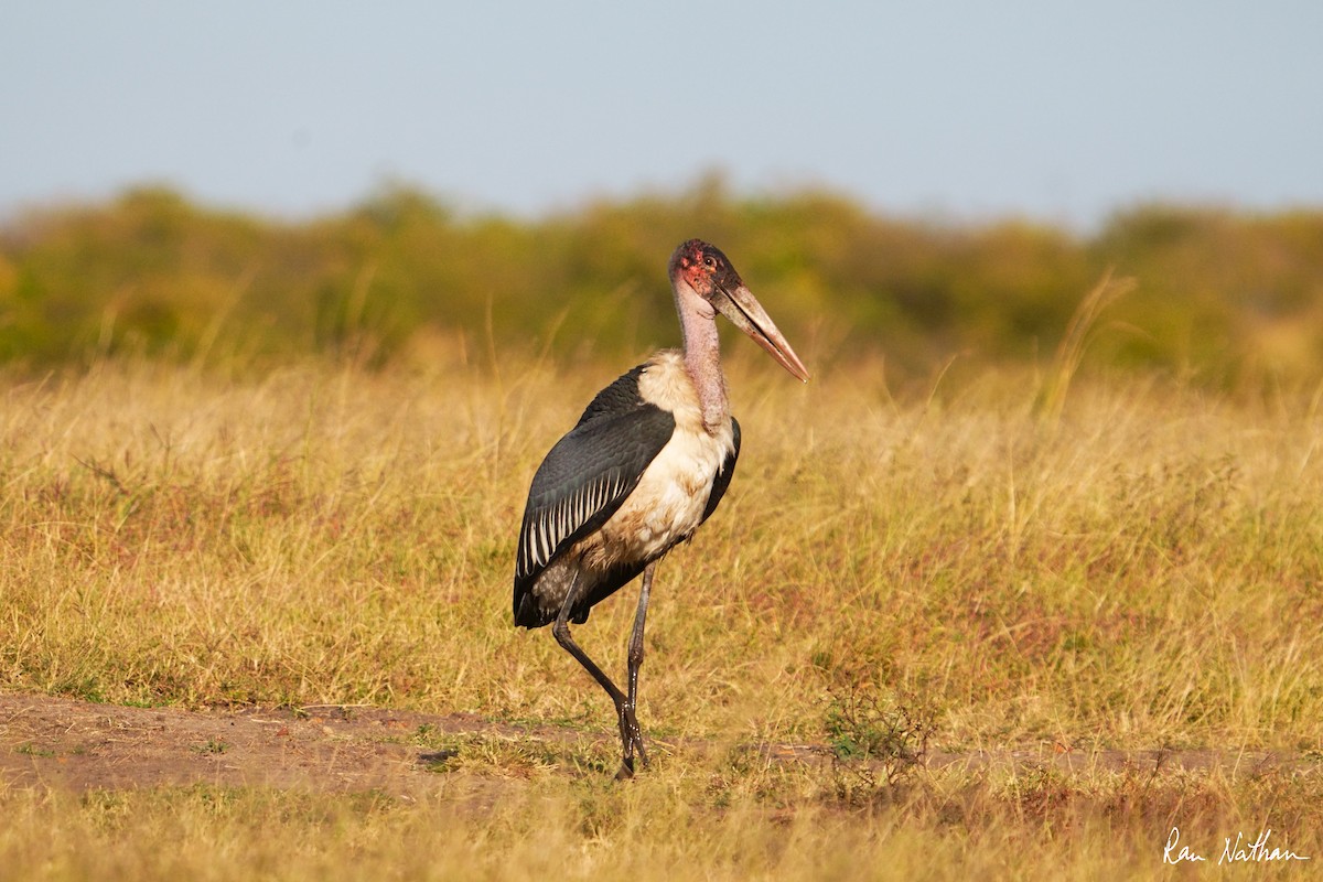 Marabou Stork - ML621875910