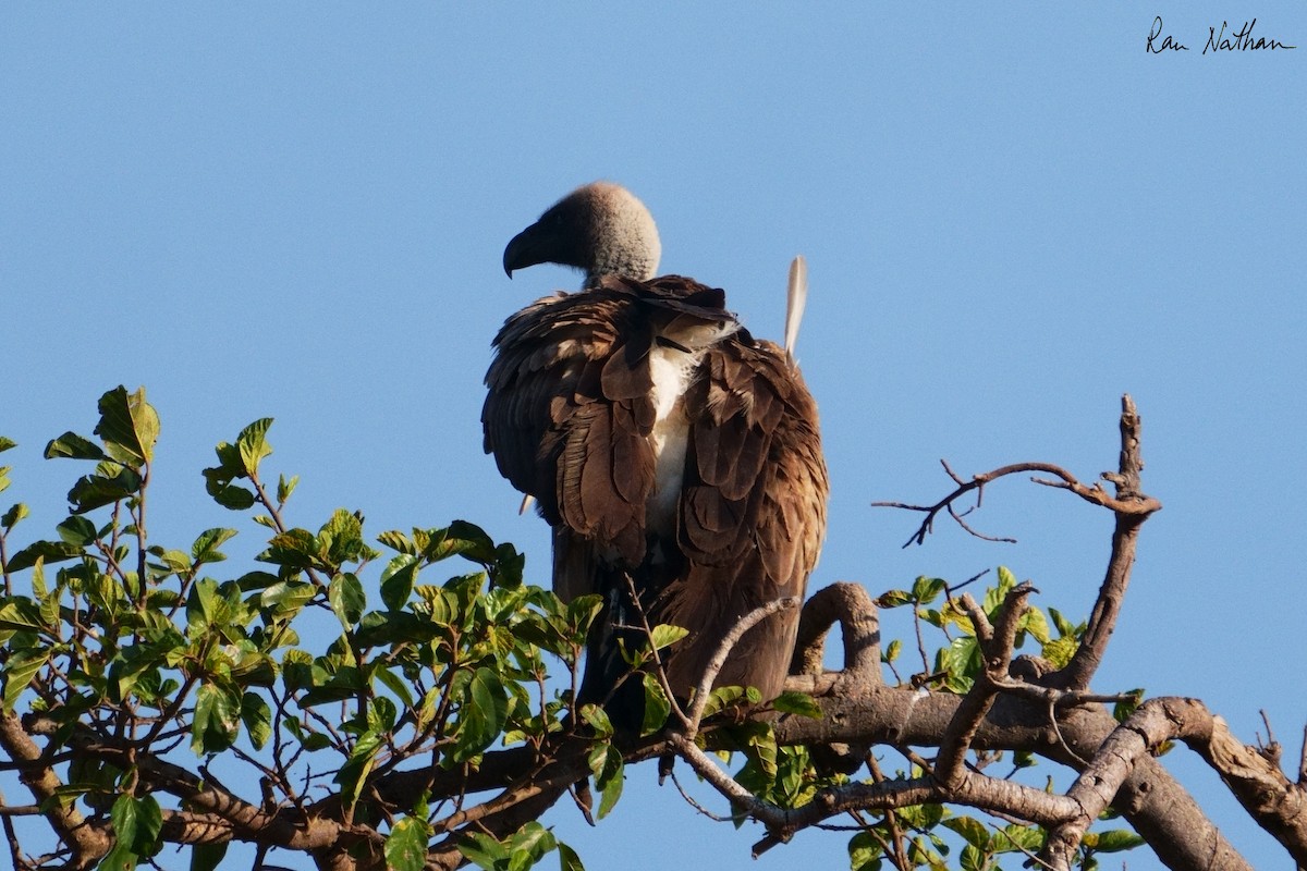 White-backed Vulture - ML621875920