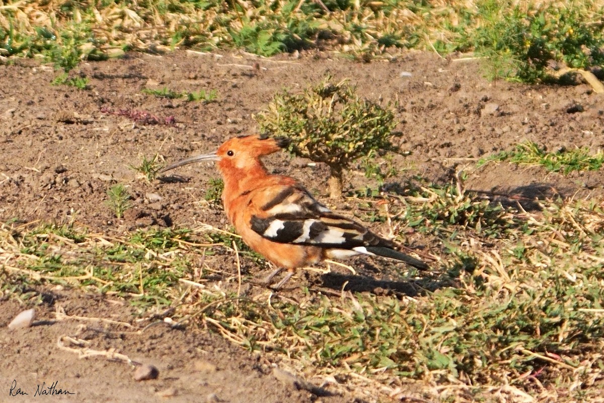 Удод (senegalensis/waibeli) - ML621875925