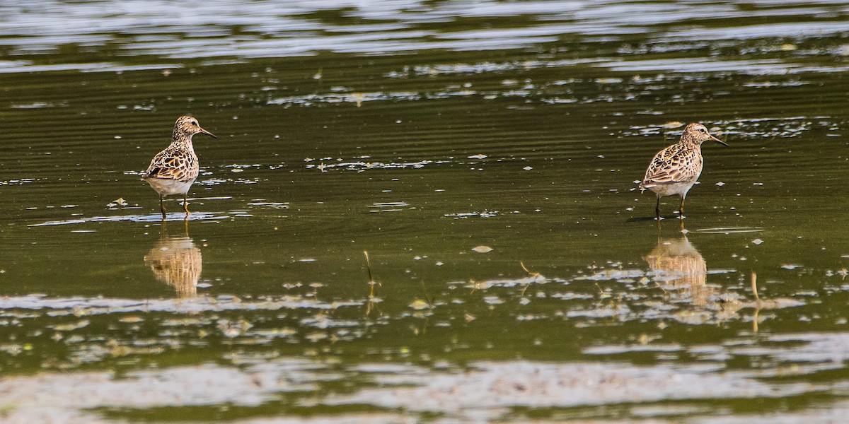 Pectoral Sandpiper - ML621875927