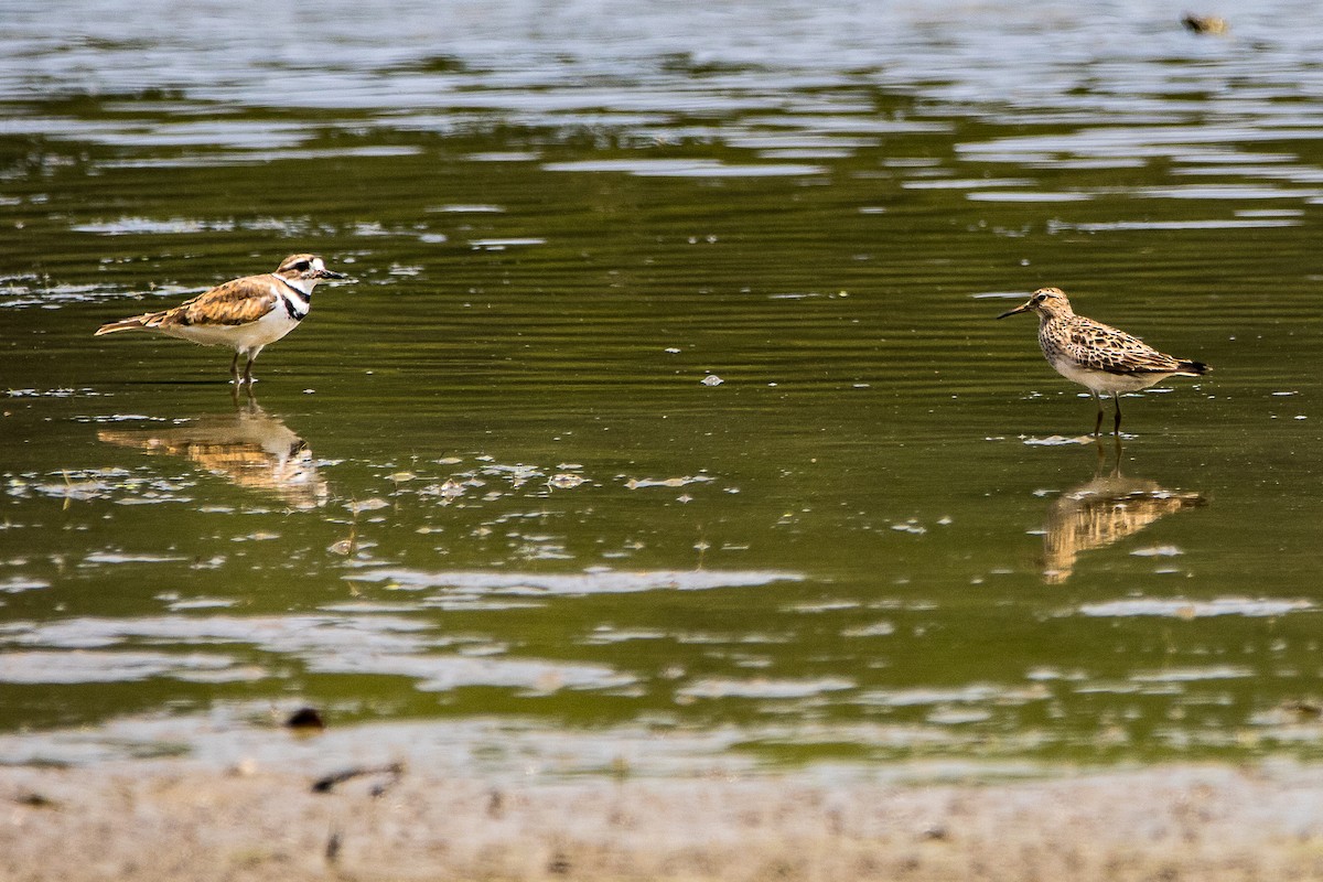 Pectoral Sandpiper - ML621875928