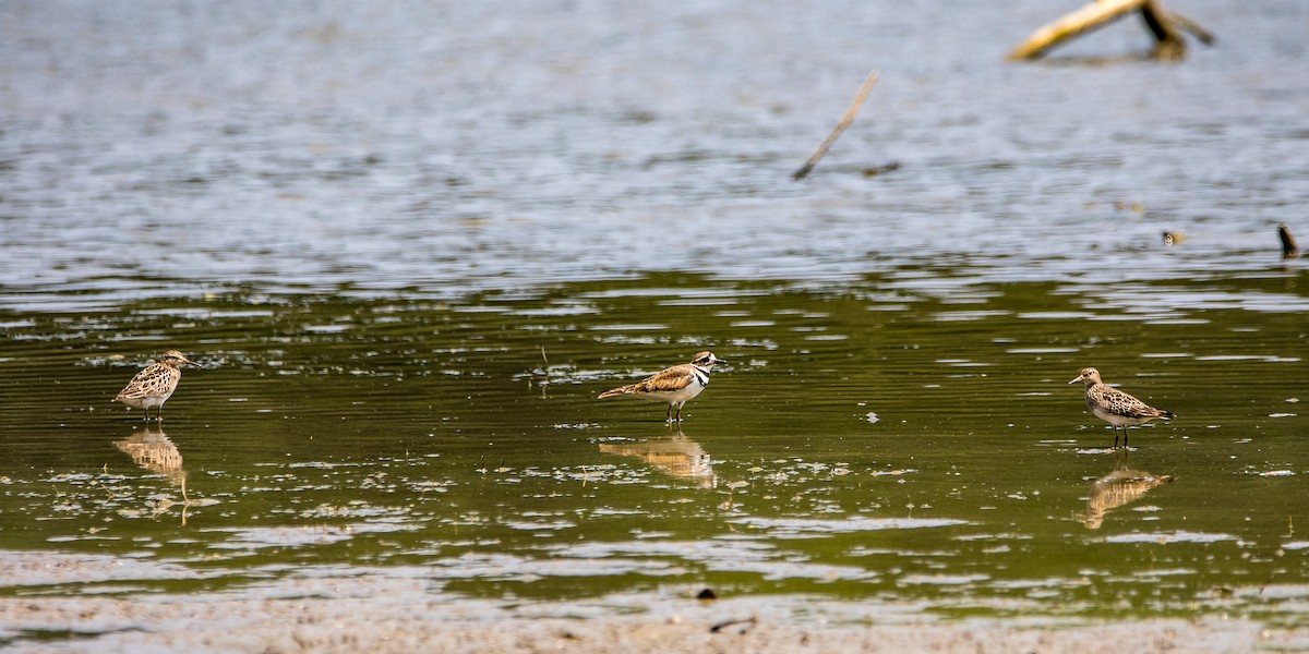 Pectoral Sandpiper - ML621875929