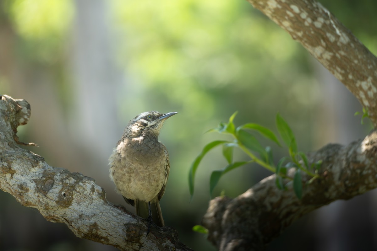 Long-tailed Mockingbird - ML621875953