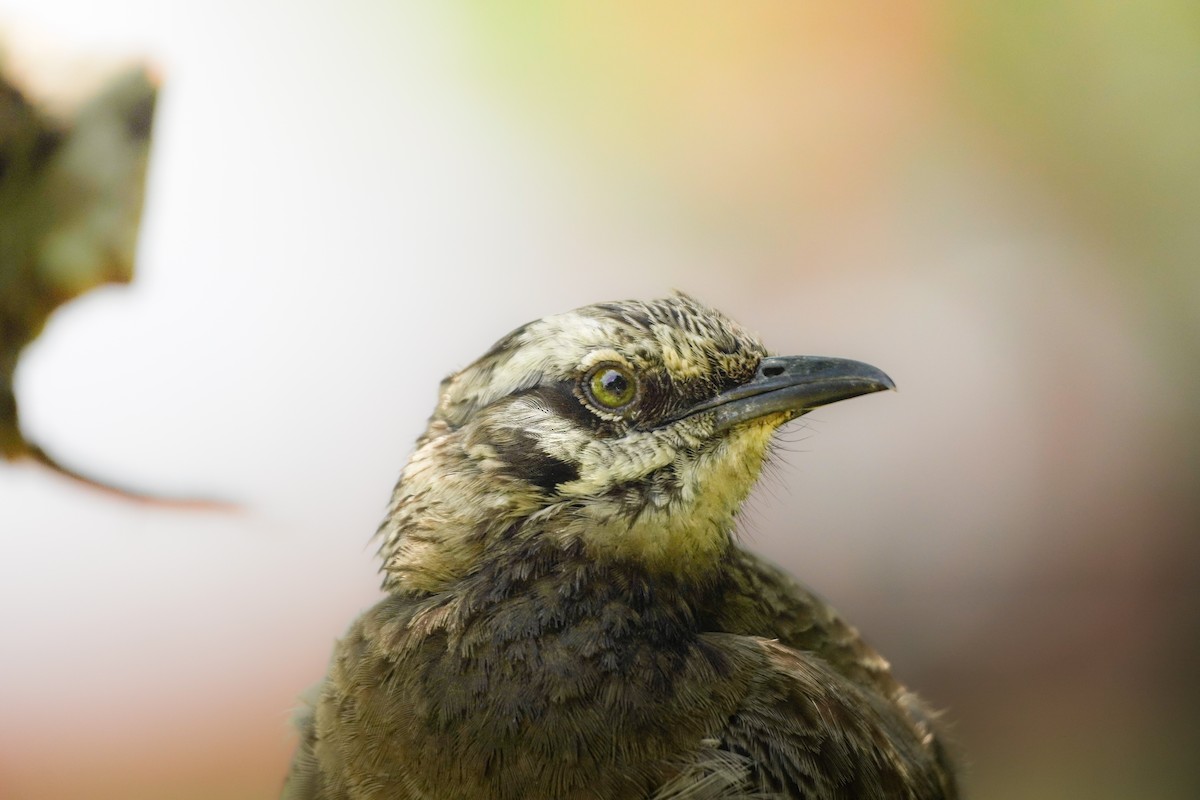 Long-tailed Mockingbird - ML621875954